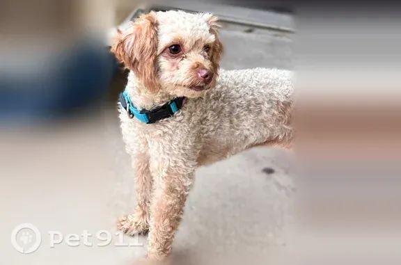 Lost dog, West Shady Grove Road, 600, Irving, Dallas — female mini poodle - photo