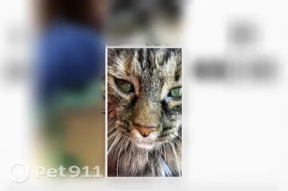 Lost female cat, California Av...
