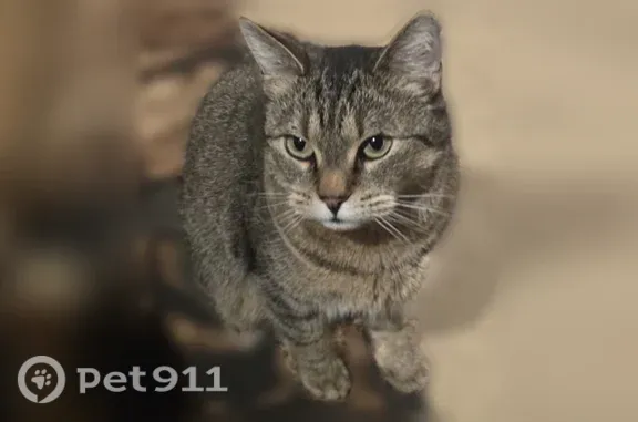 Lost cat, female, East Arrowhe...