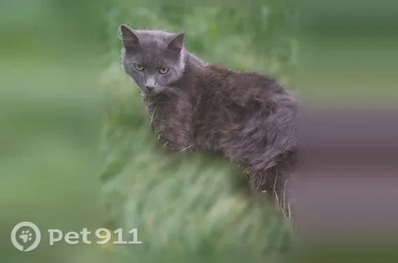 Lost cat, Moir Street, 359, Ne...