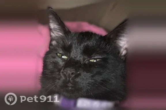 Lost cat, Dellwood Court, Vaca...