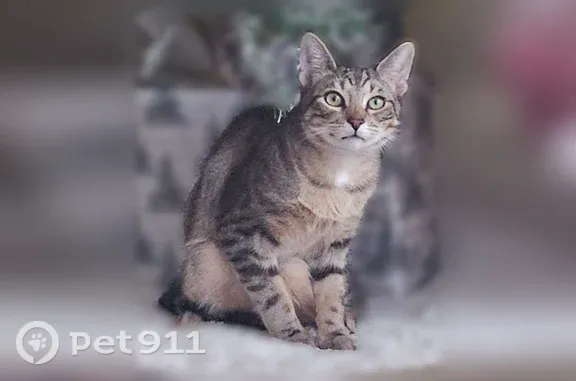 Lost cat, Northbrook Drive, 13...