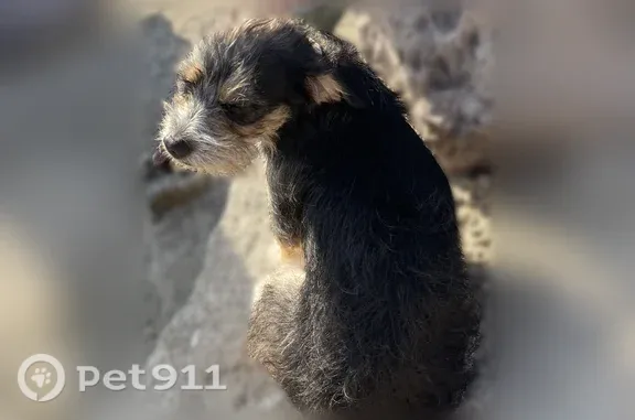 Lost dog, West 1st Street, 100, Los Angeles — shy female Cowbell - photo