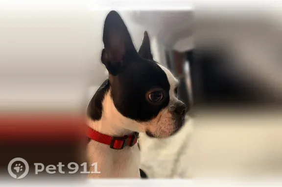 Lost Dog, Woodland Cove Drive, Saint George, Old Jefferson - photo