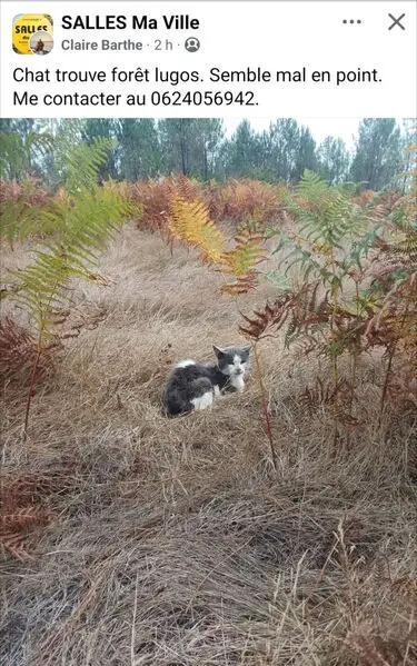 Chat perdu pucé et castré, May-en-Multien, Lyon | Pet911.fr
