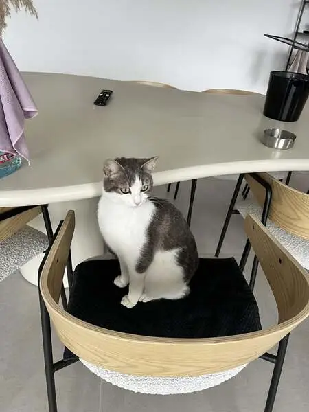 Perdu chat tigré, Gélannes, Grand Est | Pet911.fr