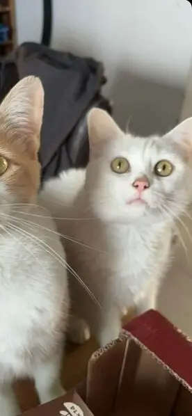 Perdu Chat, Rue des Piots, Vouillé, Nantes | Pet911.fr