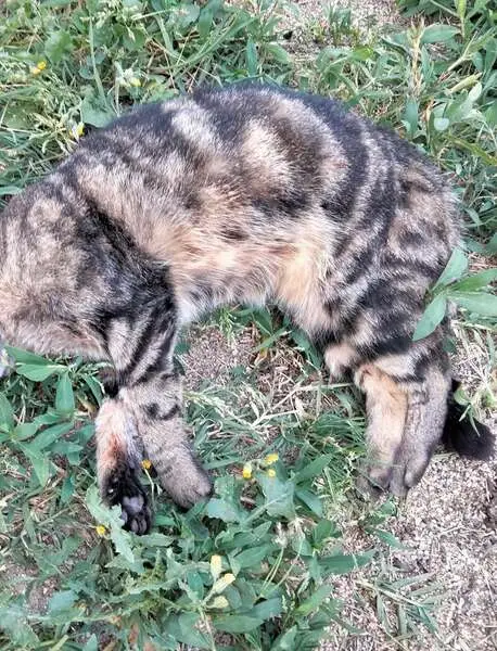 Chat perdu, Chemin du Tour de l'Étang, Istres | Pet911.fr