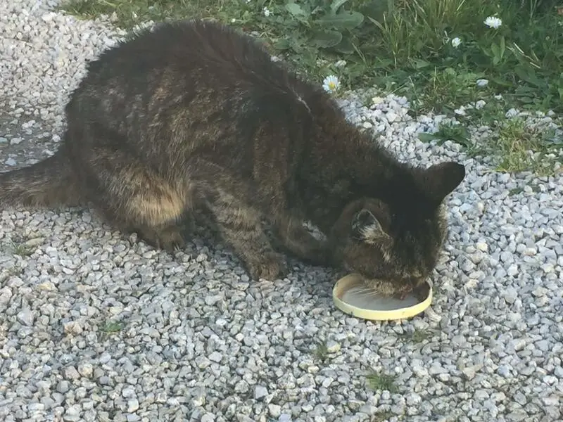 Chat perdu, Rue Général Giraud, Chalon-sur-Saône | Pet911.fr