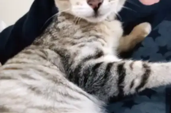 Lost and found pets , photo: Lost cat