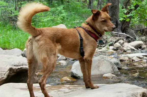 Lost and found pets , photo: Lost dog
