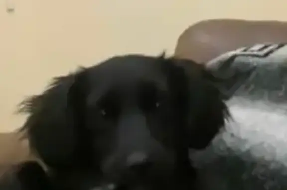 Зникла собака