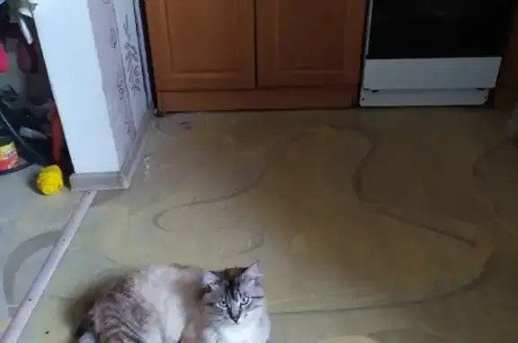 Зникла кішка