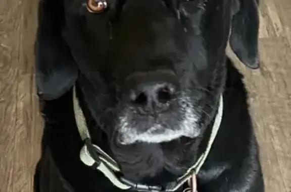 Lost and found pets , photo: Lost dog