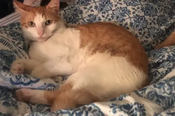 Missing cat , photo: Missing cat Male (rl484221)