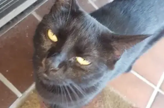 Missing cat , photo: Lost cat