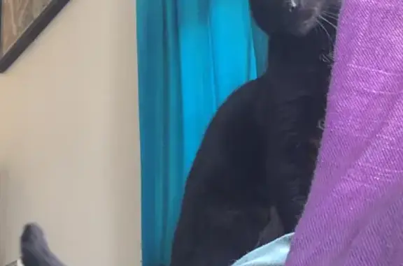 Missing cat , photo: Lost cat