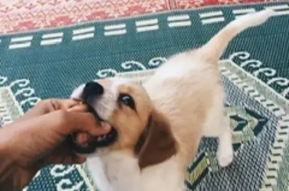 Lost pets , photo: Lost dog