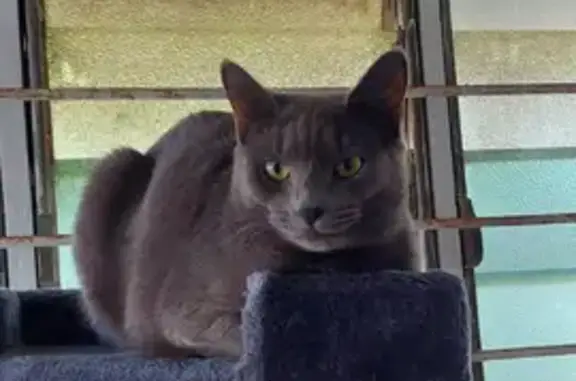 Missing cat , photo: Lost cat
