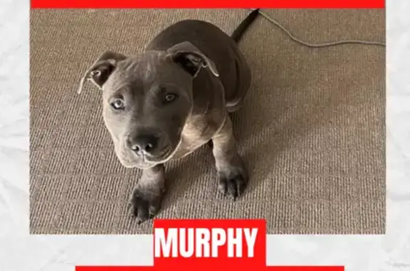Missing dog , photo: Lost dog
