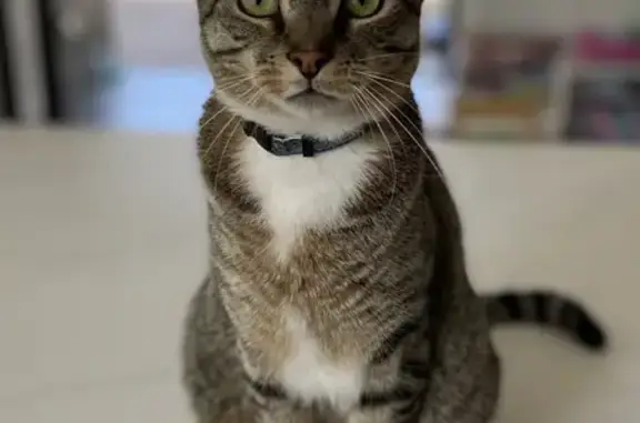 Missing cat , photo: Lost cat