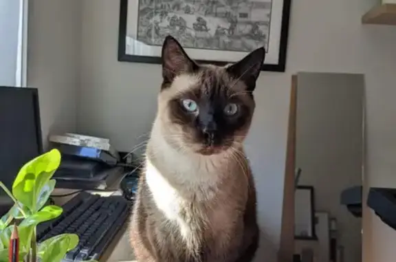 Missing cat , photo: Lost cat