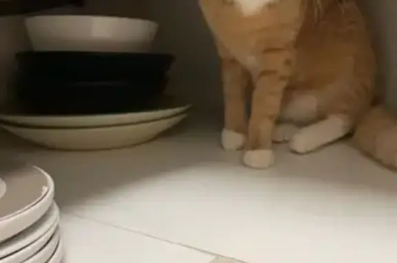 Missing cat , photo: Lost cat