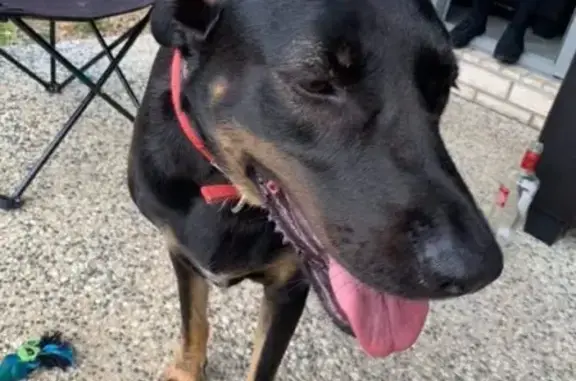 Missing dog , photo: Lost dog
