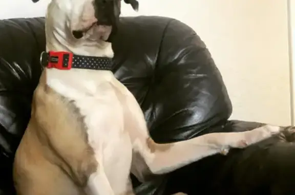 Missing dog , photo: Lost dog