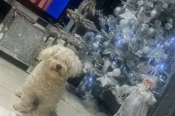 Missing dog , photo: Lost dog