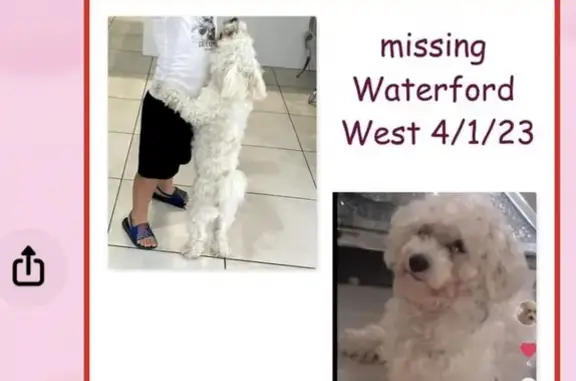 Missing dog , photo: Lost dog