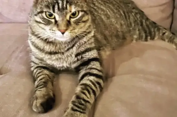 Missing cat , photo: Lost cat