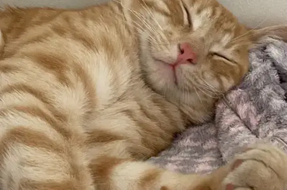 Missing cat , photo: Lost cat