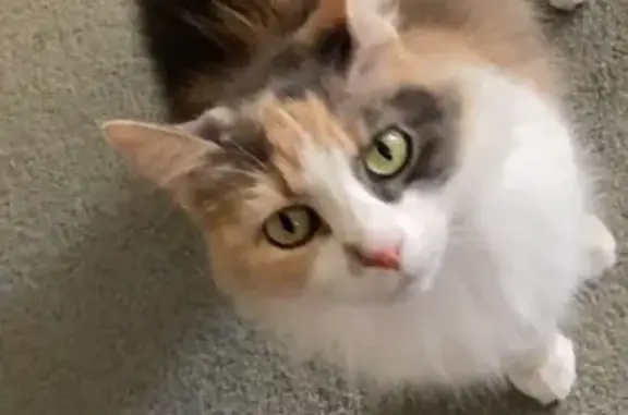 Missing cat , photo: Lost cat