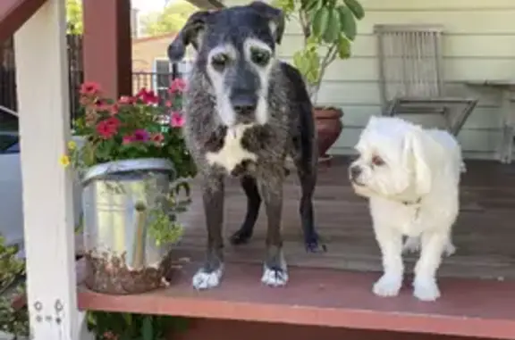 Missing dog , photo: Lost dog