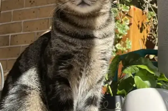 Missing cat , photo: Lost cat