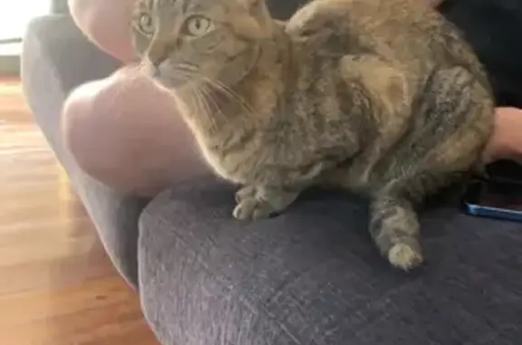Missing cat , photo: Lost cat