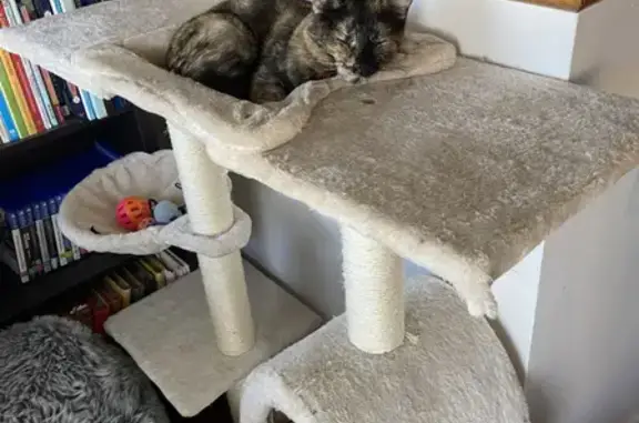 Missing cat , photo: Lost cat