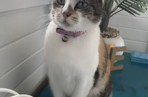 Missing cat , photo: Lost cat