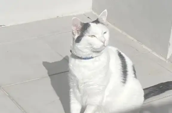 Missing cat , photo: Lost cat