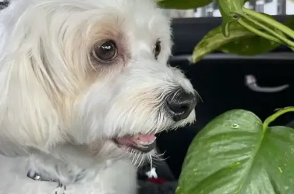 Missing dog , photo: Lost dog