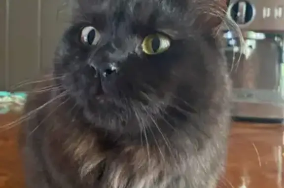 Missing cat , photo: Lost cat