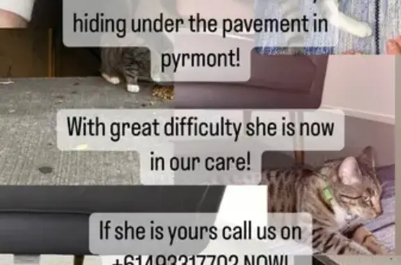 Cat found