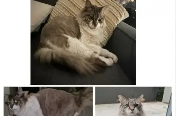 Missing cat, Melbourne