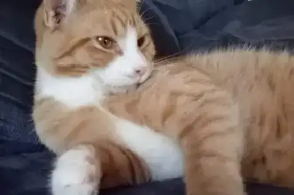 Missing cat , photo: Lost cat