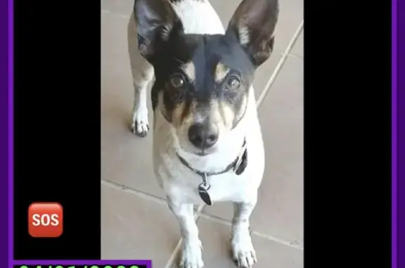 Missing dog, Cairns