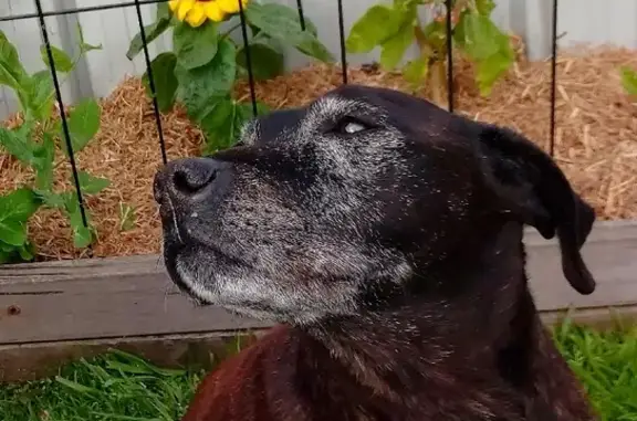 Missing dog , photo: Lost dog
