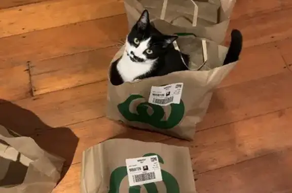 Missing cat , photo: Lost cat