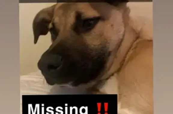 Missing dog, Melbourne