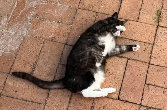 Missing cat, Sydney